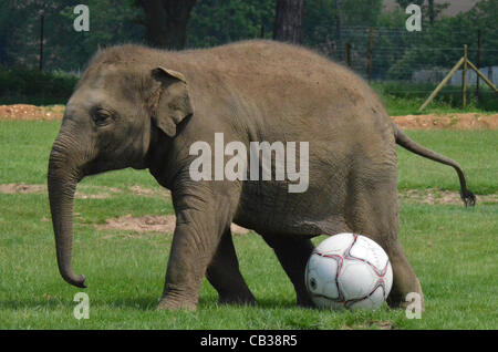 DUNSTABLE, Bedfordshire, Regno Unito. Il 28 maggio 2012. Donna l'Elefante gode di un kick-circa a ZSL Whipsnade Zoo, 28 maggio 2012, come lo Zoo si prepara ad ospitare un agonistico. L'elefante è stato dato un calcio gigante per giocare con loro nel paddock nell'corrono fino a Shaun la pecora Championsh Foto Stock