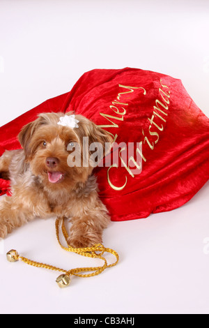 Un Yorkshire Terrier barbone in un regalo di Natale di santa in borsa Foto Stock