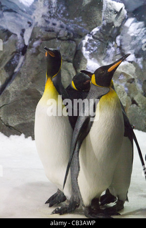 Tre Pinguini imperatore (Aptenodytes forsteri) Foto Stock