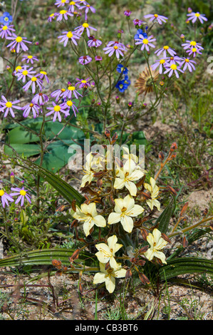 Fiori Selvatici nel display nella Tinie Versfeld selvaggio fiore Reserve Western Cape Sud Africa Foto Stock