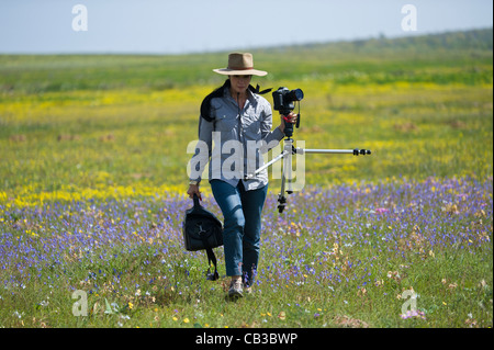 Fiori Selvatici nel display nella Tinie Versfeld selvaggio fiore Reserve Western Cape SUD AFRICA Foto Stock