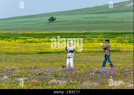 Fiori Selvatici nel display nella Tinie Versfeld selvaggio fiore Reserve Western Cape SUD AFRICA Foto Stock