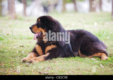 Il Mastino tibetano cane sdraiato sul prato che è altamente intelligenti, indipendente, forte voluta e piuttosto riservato cane Foto Stock