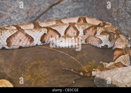 Copperhead Snake Agkistrodon contortrix Foto Stock