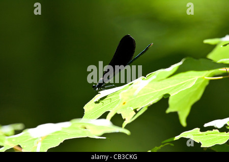 Ampia-winged Damselfly Calopteryx maculata Foto Stock