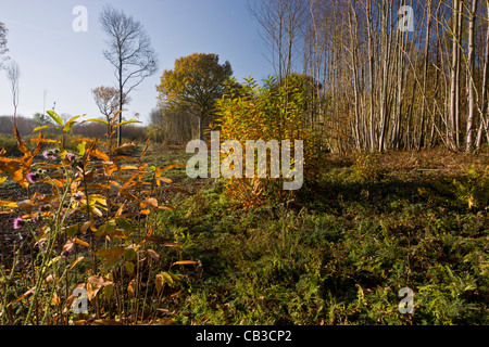 Recentemente-cut Sweet Chestnut ceduo a vegetazione di riserva a Ranscombe Farm, Kent. Foto Stock