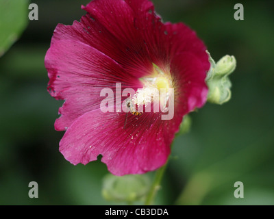 Wasp alimentazione su Hollyhock Foto Stock