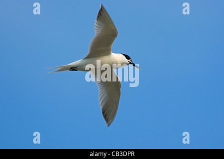 Sandwich Tern (Thalasseus sandvicensis / Sterna sandvicensis) in volo, Zeebrugge, Belgio Foto Stock