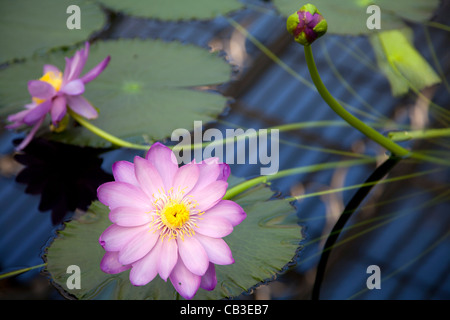 Nymphaea Thermarum fiori di ninfea a Kew Gardens a Londra Foto Stock