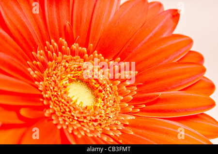 Foto macro di Gerbera Foto Stock