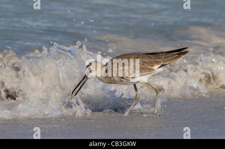 Willet (catoptrophorus semipalmatus) alimentazione in onda Foto Stock