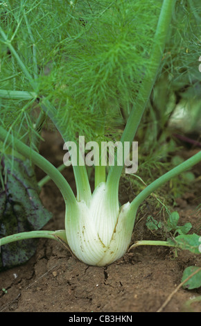 Finocchio (Foeniculum vulgare) rigonfiato base dello stelo lascia la stagionatura Foto Stock