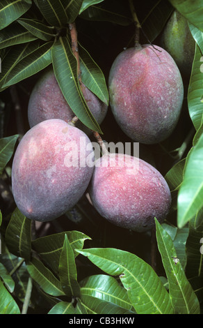 Mango Fruit sull'albero, varietà sensazione, Transvaal, Sud Africa Foto Stock
