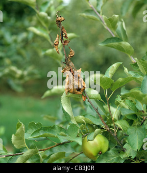 Il canker di mele Neonectria ditissima morto spara sull'albero di mela (Malus communis) in frutta Foto Stock