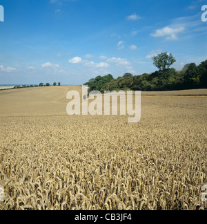 Ampio campo di golden grano maturo su una luminosa giornata estiva con una mietitrebbia a distanza Foto Stock