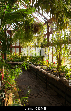 All'interno del conservatorio a Stamford Park, Ashton Under Lyne, Tameside, Manchester, Inghilterra, Regno Unito Foto Stock