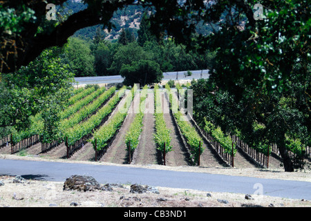Valle di nappa e il Domaine Chandon Vigna Vitis vinifera (Comune Vitigno) Foto Stock