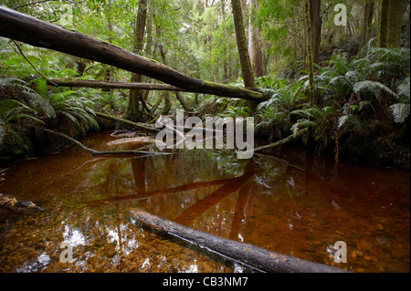 Fiume attraverso la foresta pluviale temperata, popoli Park, Strahan, Tasmania, Australia Foto Stock