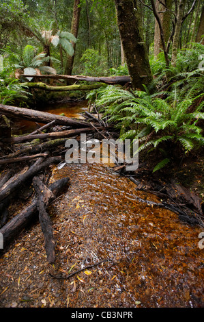 Fiume attraverso la foresta pluviale temperata, popoli Park, Strahan, Tasmania, Australia Foto Stock