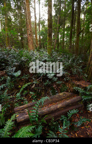 Le felci in foreste pluviali temperate, popoli Park, Strahan, Tasmania, Australia Foto Stock