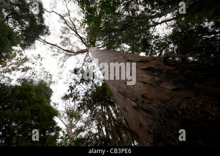 Eucalyptus regnans tree torreggia sopra la tettoia, popoli Park, Strahan, Tasmania, Australia Foto Stock