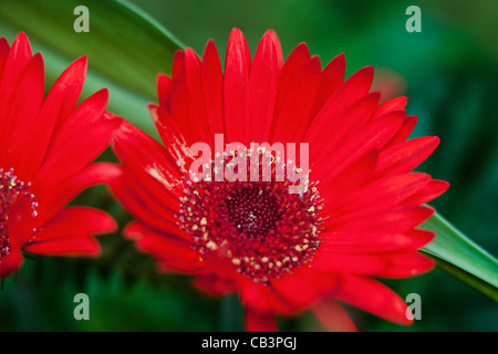 Close-Up colpo di un Rosso Gerber Daisy in fiore con fogliame verde scuro in background. Vi è anche una parziale del blumo che mostra Foto Stock