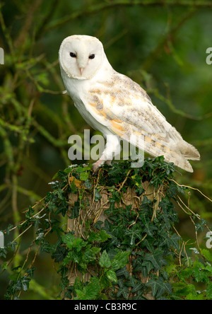 Il barbagianni (Tyto alba) Foto Stock