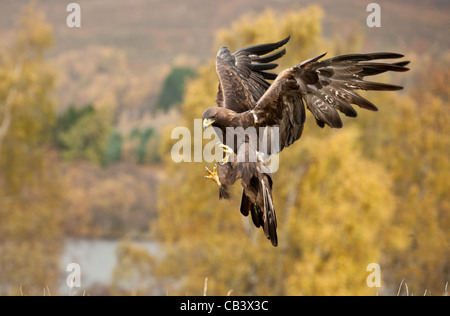 Aquila reale (Aquila chrysaetos) in volo e a terra. Foto Stock