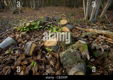 Recentemente-cut Sweet Chestnut coppice sgabello in argilla di legno di stagno; alla vegetazione di riserva a Ranscombe Farm, Kent. Foto Stock