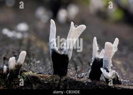 Candela-tabacco da fiuto fungo, Xylaria hypoxylon nel grande bosco; vegetazione di riserva a Ranscombe Farm, Kent. Foto Stock