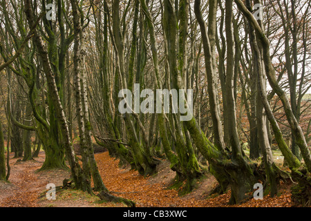 Vecchio faggi lungo la Macmillan Way West sentiero, alla grande collina/Triscombe Pietra, Quantocks, Somerset. Foto Stock