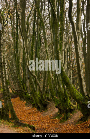 Vecchio faggi lungo la Macmillan Way West sentiero, alla grande collina/Triscombe Pietra, Quantocks, Somerset. Foto Stock