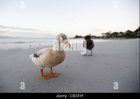 Curioso duck sulla spiaggia Bicheno, East Coast, Tasmania, Australia Foto Stock