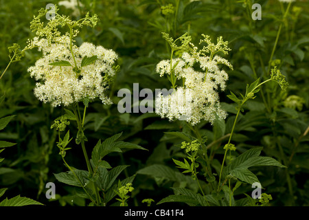 White Filipendula ulmaria su sfondo verde foglia Foto Stock