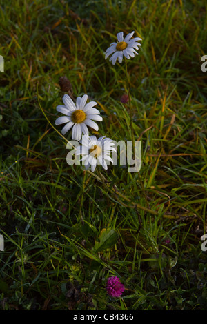 Tre margherite e un fiore di trifoglio Foto Stock