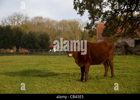 Un anziano sondaggio Red cow sorge sotto una quercia con un fienile in background in rural Suffolk, Inghilterra Foto Stock