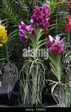 Le orchidee al Jim Thompson House Museum, Bangkok Foto Stock