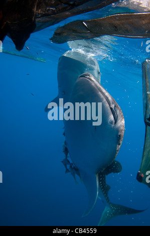 Due squali balena, Rhincodon typus, al di sotto di una piattaforma di pesca, questi squali sono amici con i pescatori che hanno alimentazione a mano Foto Stock