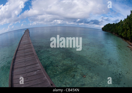 L'accogliente dal molo presso il lago di Medusa, meduse lago, isola di Kakaban, Berau, Kalimantan, Borneo, Indonesia, Oceano Pacifico Foto Stock