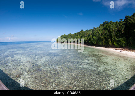 L'accogliente dal molo presso il lago di Medusa, meduse lago, isola di Kakaban, Berau, Kalimantan, Borneo, Indonesia, Oceano Pacifico Foto Stock