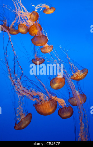 Il pacifico mare ortica, Chrysaora fuscescens è un comune libero scyphozoa flottante che vive nell'Oceano Pacifico. Foto Stock