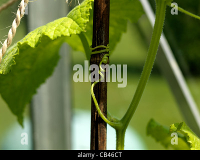 Impianto di cetriolo con viticci arrampicata Foto Stock