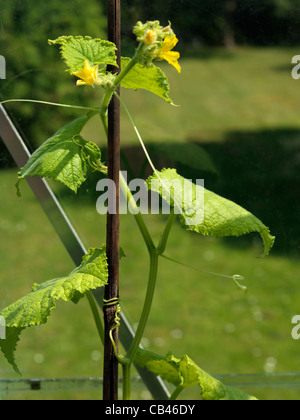 Impianto di cetriolo con viticci arrampicata Foto Stock