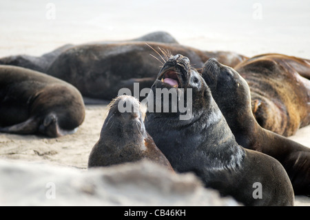 Sud Americana dei leoni di mare Foto Stock