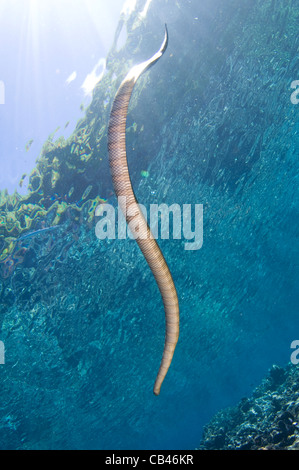 Cinese, seasnake Laticauda semifasciata, Gunung Api o isola di serpente, Banda Mare, Nusa Tengarra, Indonesia Orientale, Oceano Pacifico Foto Stock