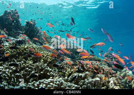 Anthias, Pseudanthias sp., e barriera corallina, Pulau Penyu, Banda Mare, Indonesia Orientale, Oceano Pacifico Foto Stock