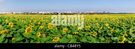 Vista panoramica sul campo rurale con il giallo dei girasoli in Israele. Foto Stock