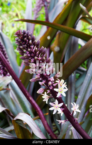 Eucomis comosa " spumante " Borgogna Foto Stock