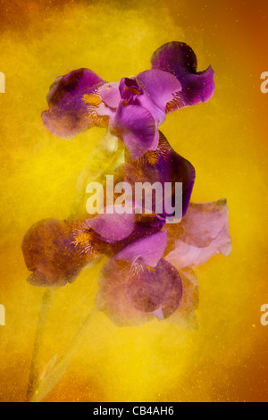 Iris e fiori di colore giallo vernice in polvere esplosione che crea il movimento e sguardo espressivo Foto Stock