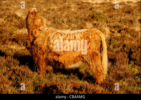 Highland bestiame pascola su Exmoor in luce autunnale Foto Stock